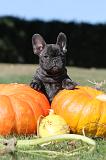 BOULEDOGUE FRANCAIS 264